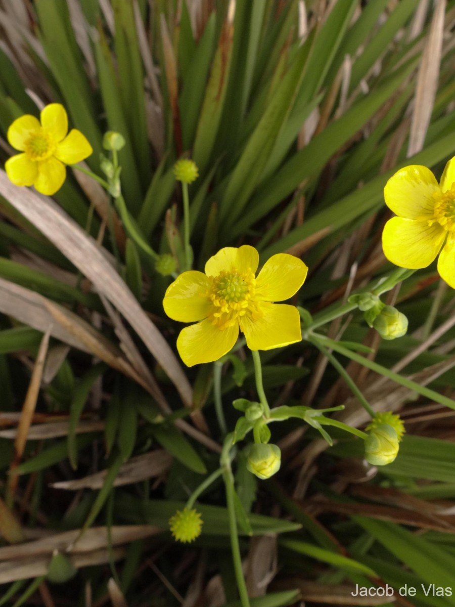 Ranunculus sagittifolius Hook.